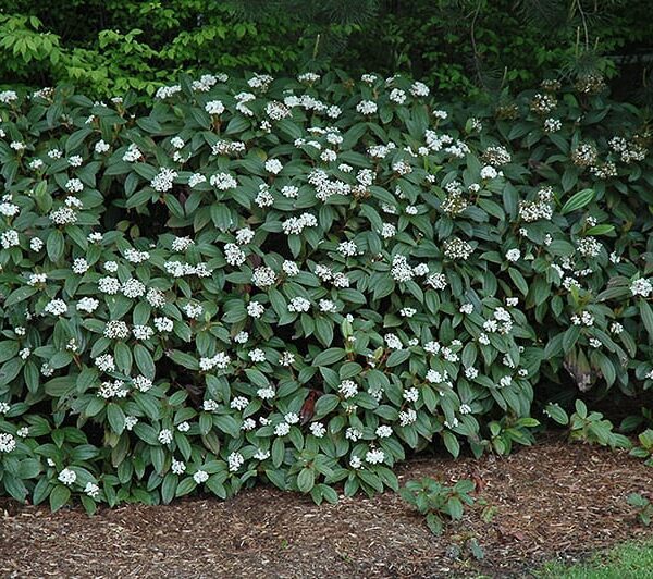David viburnum