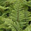 Japanese tassel fern