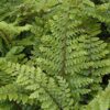 Japanese Tassel Fern