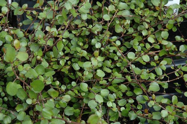 wire vine