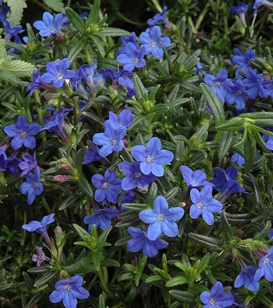 grace ward lithodora