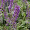mystic spires sage