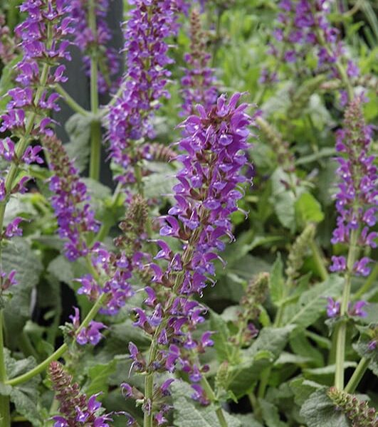 mystic spires sage