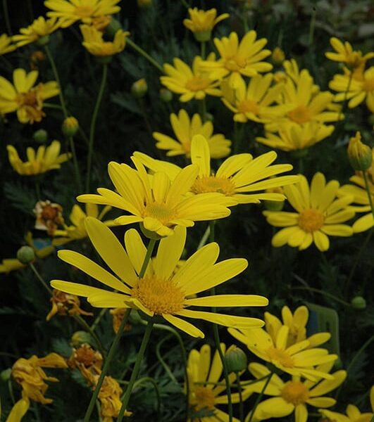 green leafed euryops