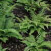 Japanese tassel fern