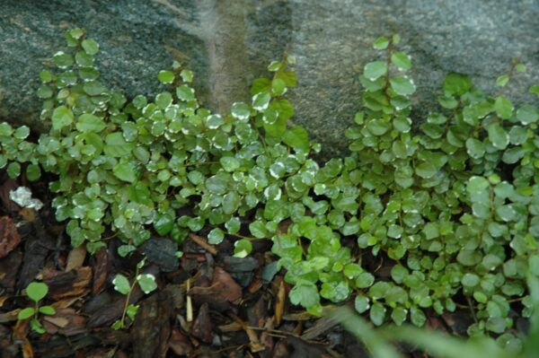 Variegated Creeping Fig