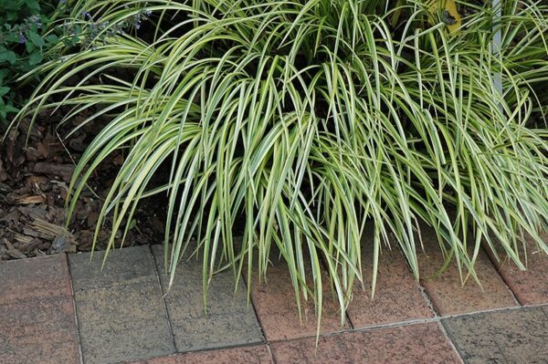 Grassy-Leaved Sweet Flag