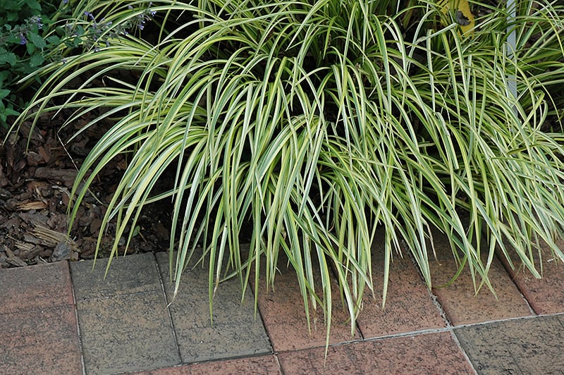 Grassy Leaved Sweet Flag Calloway s Nursery