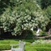 Natchez Crapemyrtle