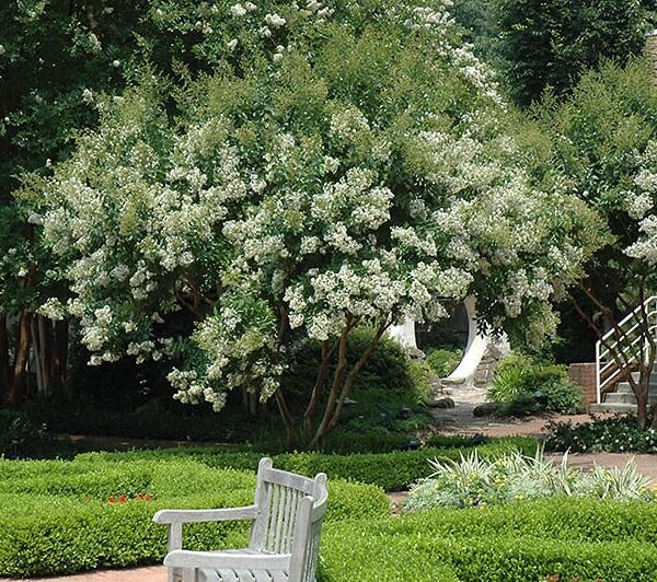 Natchez Crapemyrtle