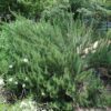 Tuscan Blue Rosemary