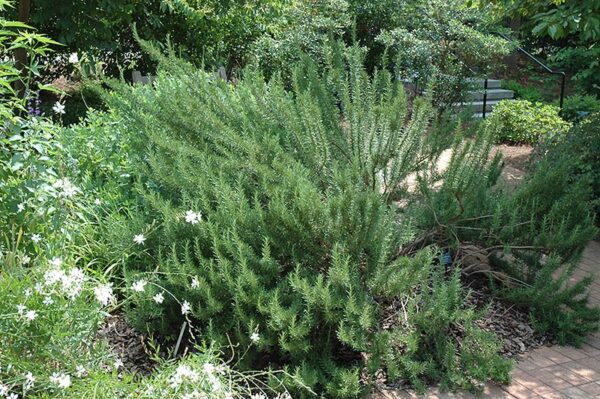 Tuscan Blue Rosemary