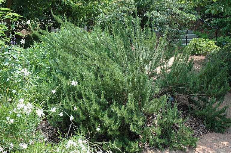 Tuscan Blue Rosemary Calloway's Nursery