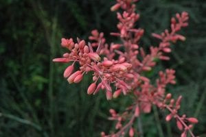 Red Yucca Flower Plant | Calloway's Nursery