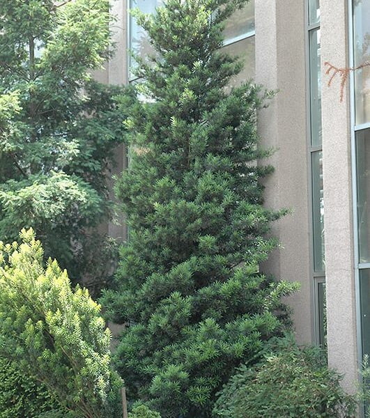 Japanese yew