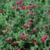 Texas Rose Pink Skullcap