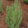 Upright Rosemary