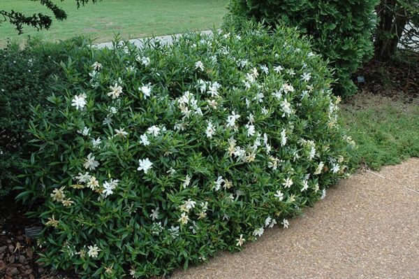 Radicans Miniature Gardenia