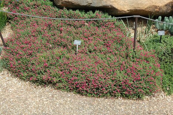 Texas Rose Pink Skullcap