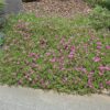 purple ice plant