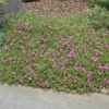 Purple Ice Plant