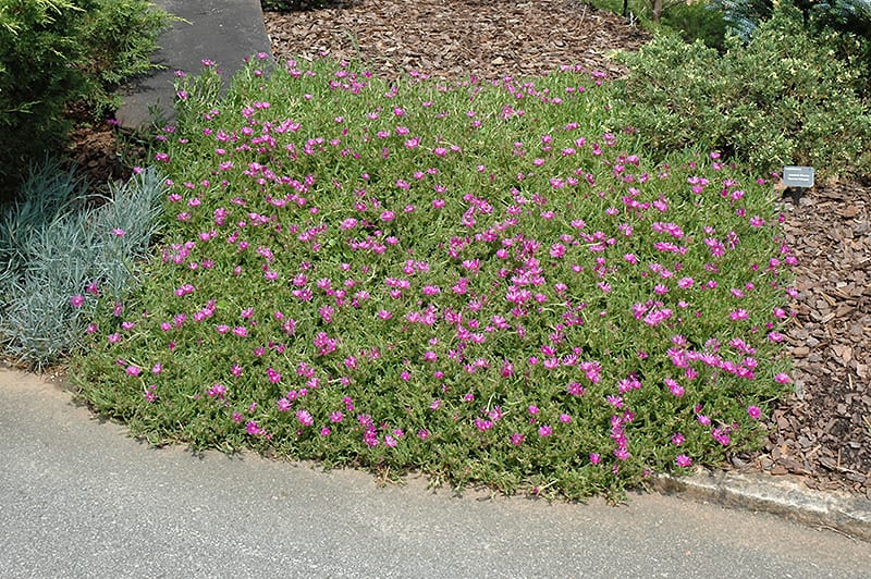 Purple Ice Plant Calloway S Nursery