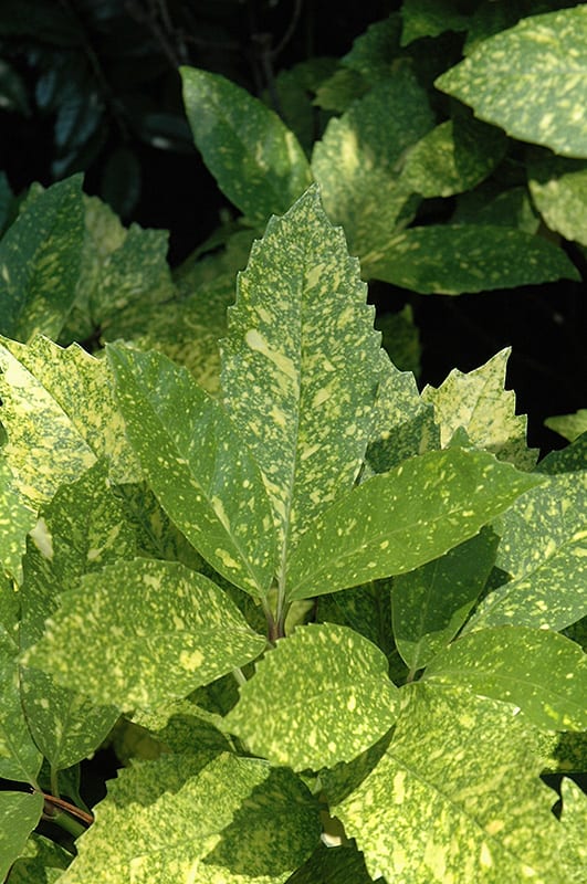 Aucuba japonica 'Gold Dust'  Kiefer Nursery: Trees, Shrubs, Perennials