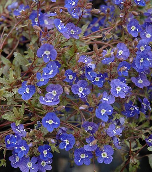 Georgia blue speedwell