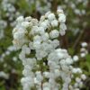 bridalwreath spirea