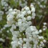 Bridalwreath Spirea