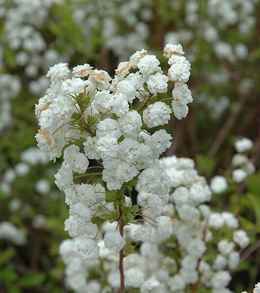 Bridalwreath Spirea