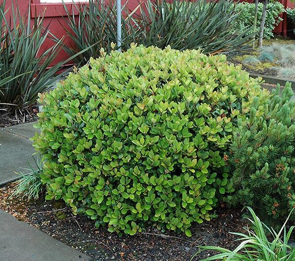 dwarf yeddo hawthorn