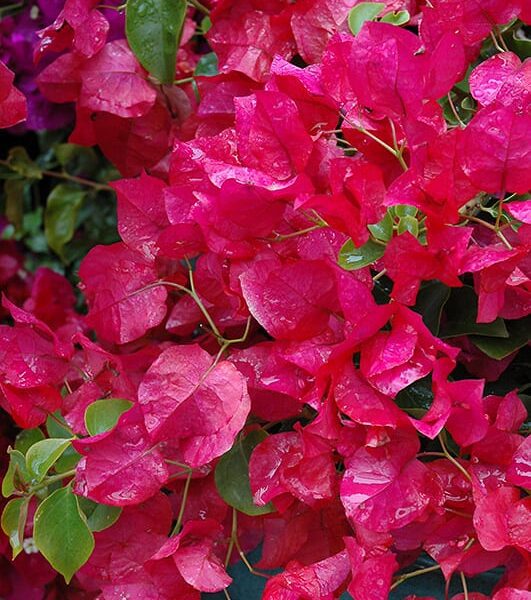 oo la la bougainvillea