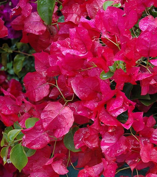 Oo-La-La Bougainvillea