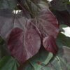 burgundy hearts redbud