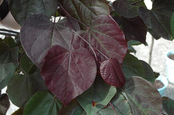 Burgundy Hearts® Redbud