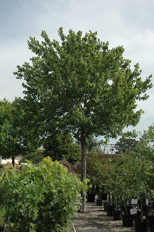 maple trees in summer