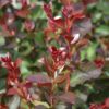 Dynamite Crapemyrtle