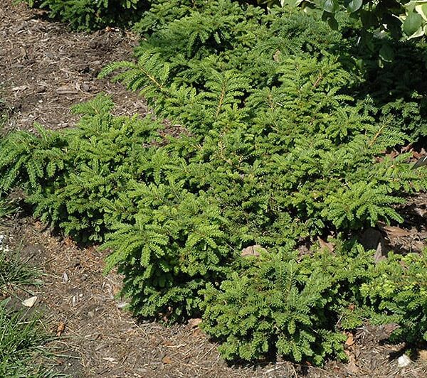 emerald spreader yew