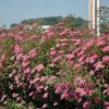 Anthony Waterer Spirea