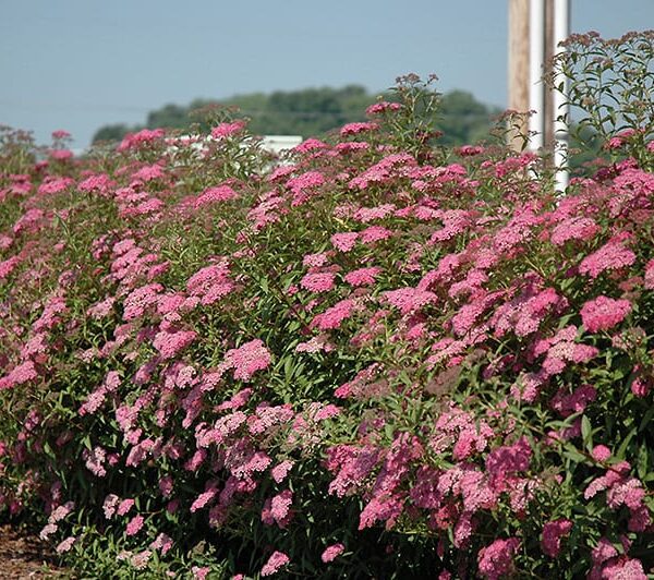 Anthony Waterer Spirea