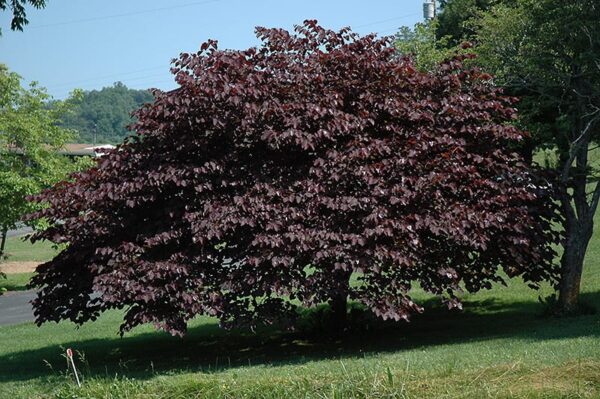 Burgundy Hearts® Redbud