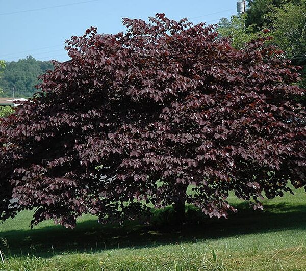 Burgundy Hearts® Redbud