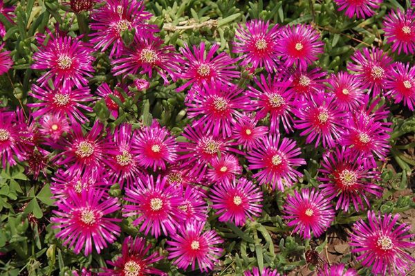 Purple Ice Plant