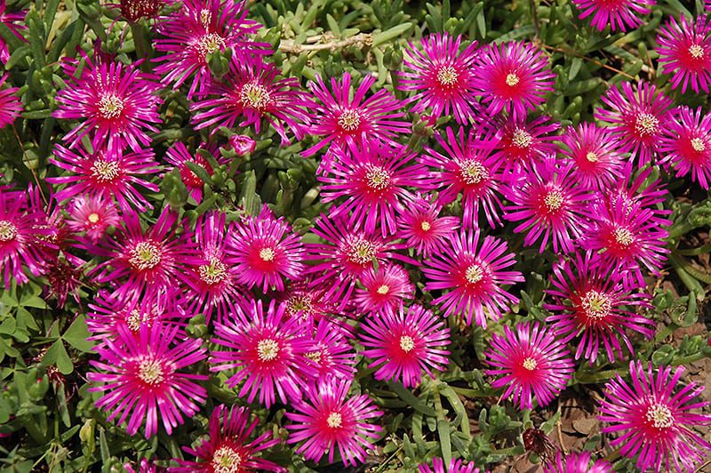 Purple Ice Plant Calloway S Nursery