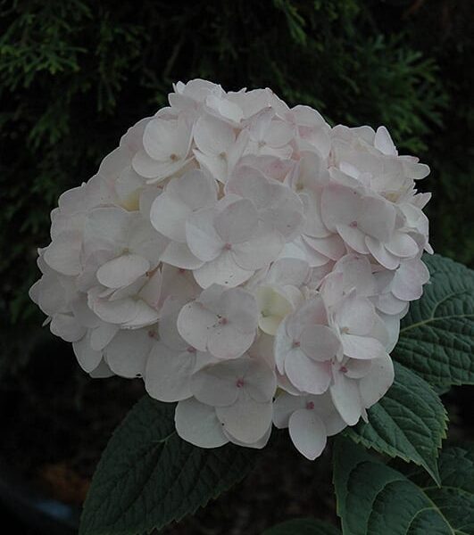 Blushing Bride Hydrangea