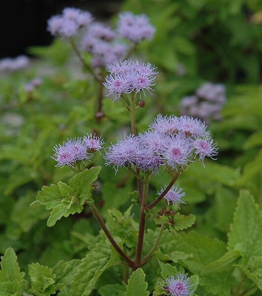 blue mistflower