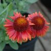 Arizona Red Shades Blanket Flower