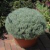 curry plant