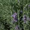 munstead lavender